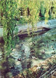 Canards d’ornement en liberté