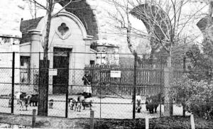 Chèvres naines