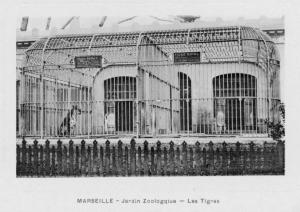 Les tigres
