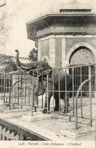 L'éléphant - 1903
