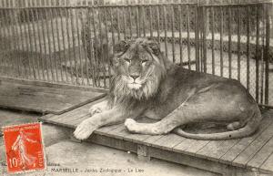 Le lion - 1912