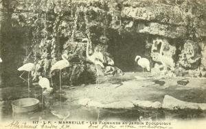 Les flamants au jardin zoologique - 1905