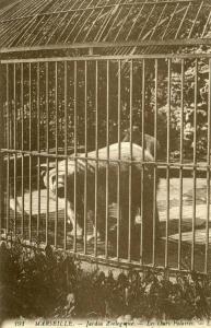 Les Ours Polaires