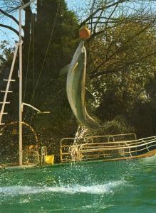Show des Dauphins - 1971