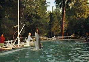Show des Dauphins