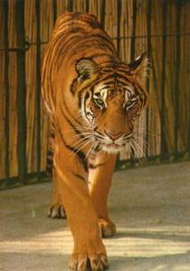 Tigre du Bengale
