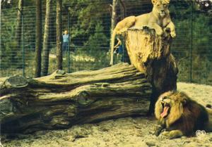 « Sultan » et « Princesse » Couple de lions
