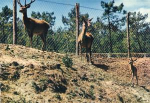 Le cerf, la biche et le jeune faon (Agé de 4 jours)