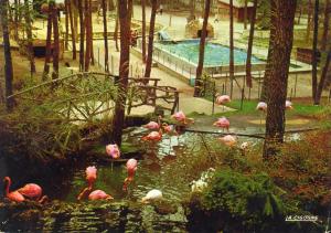 Dans le magnifique parc zoologique de Mr Caillé Flamants roses (Chili) - 1975