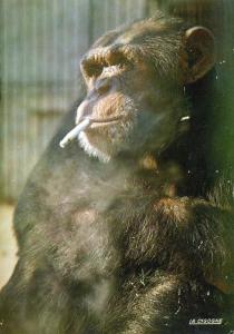 Zazi le chimpanzé - 1976