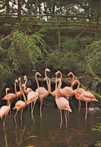 Flamants de Cuba