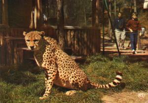 Guépard- 1985