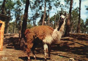 Lama - Pérou