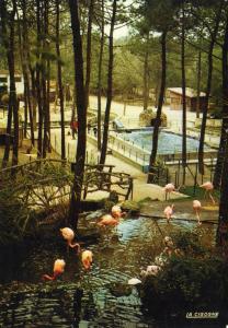 Dans le magnifique parc zoologique de Mr Caillé - Les Flamands roses - 1995