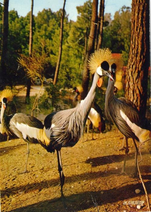 Groupe de grues couronnées - 1978