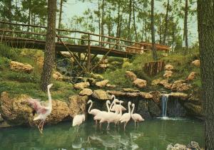 La cascade des Flamands roses, Ibis, Grues, Ibis tantale, etc