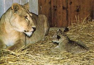 Lionne avec son lionceau - 1982