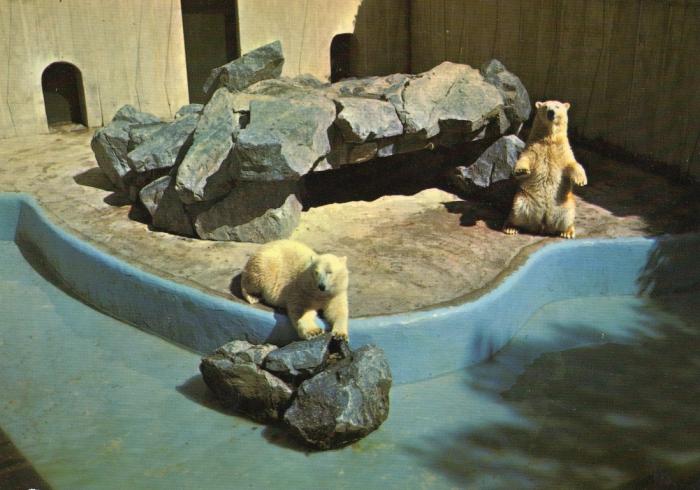 Ours blancs ou ours polaires- 1983