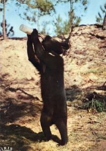 Ours noirs à collier de l’Himalaya - 1973