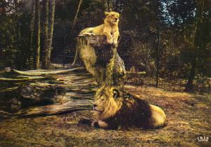 Sultan le lion et Capy la lionne