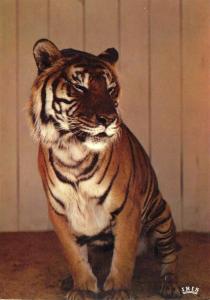 Tigre royal du Bengale