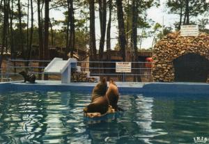 Les Otaries