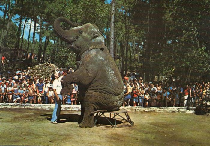 L'éléphant Phi-Phi - 1978