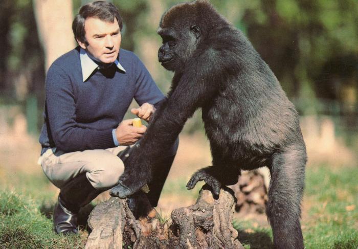 Monsieur Caillé directeur du zoo et un de ses gorilles