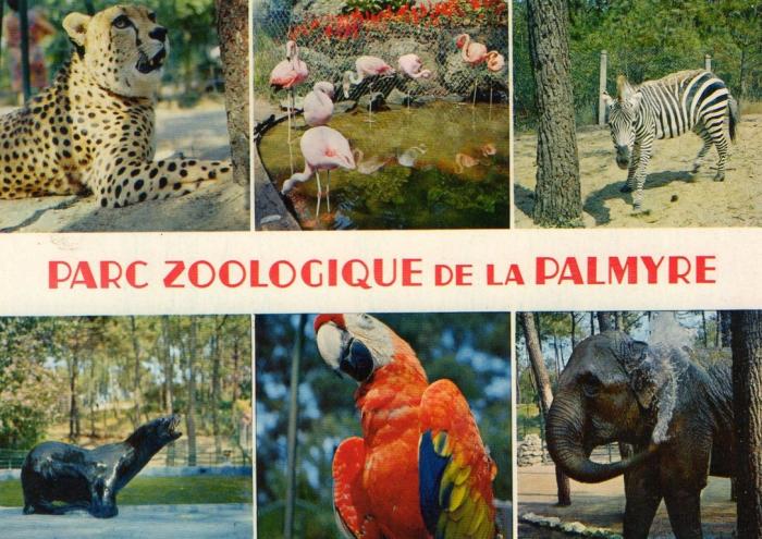 Guépards - Flamants - Zèbres - Otaries - Perroquets et Eléphants