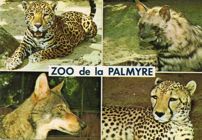 Jaguar - Hyène - Loup - Guépard