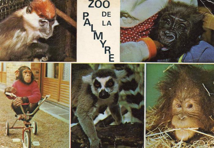 Mangabey - Gorille - Chimpanzé - Maki - Orang-outang - 1981
