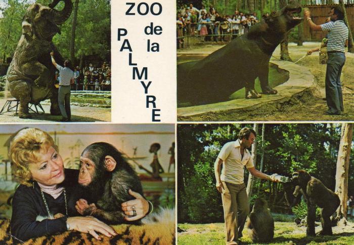 Mr et Mme Caillé et leurs animaux Eléphant - Hippopotame - Chimpanzé - Gorille - 1981