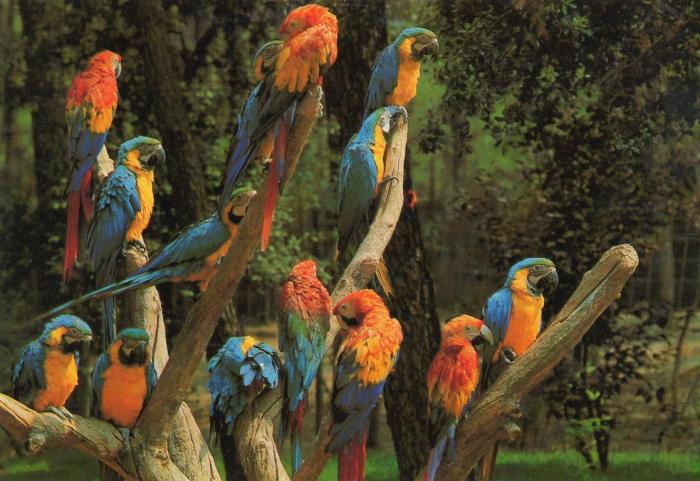 Aras Perroquets d'Amérique du Sud