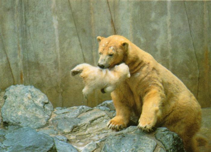 Femelle Ours blanc tenant dans sa gueule son bébé