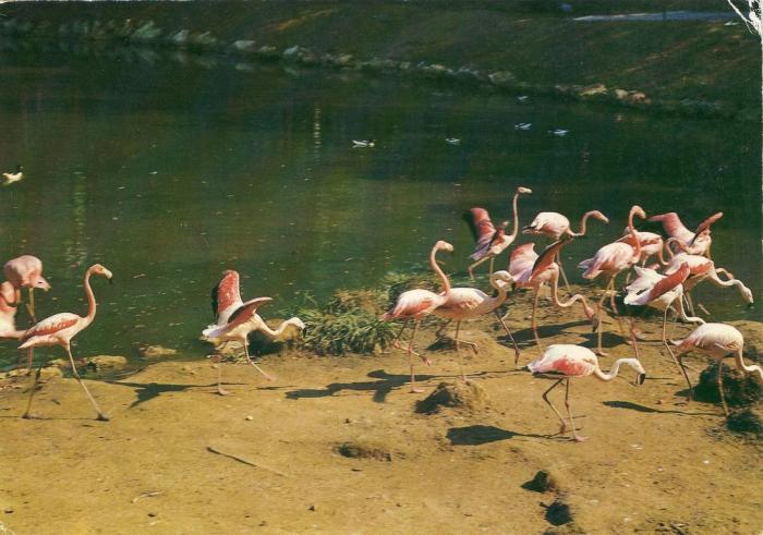 Flamants roses