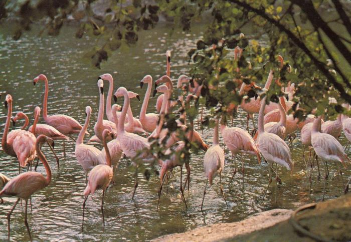 Flamants roses