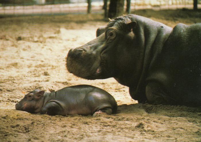 Hippopotame et son bébé
