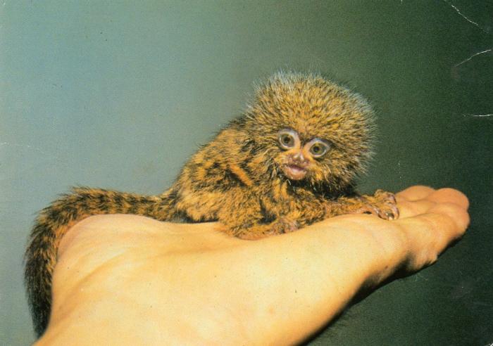 Le plus petit singe du monde Ouistiti pygmée (100grs adulte)