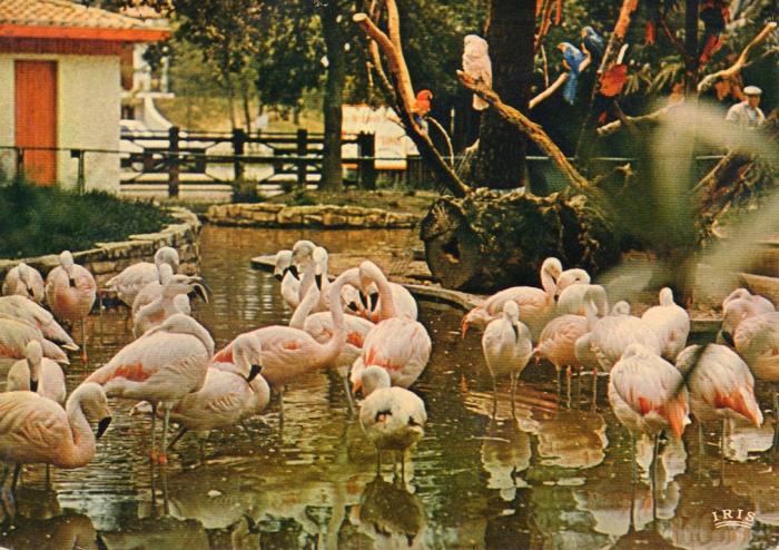 Les flamants roses - 1978