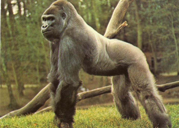 MIGGER Gorille né au zoo de Bâle en 1964 et arrivé en 1980, 190 kg