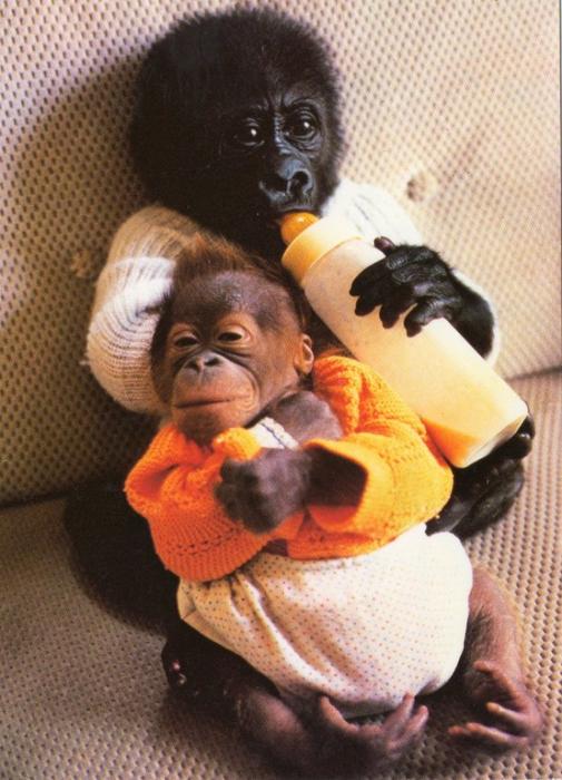 NOEL bébé gorille et JOTTO bébé orang-outang nés au zoo en 1987