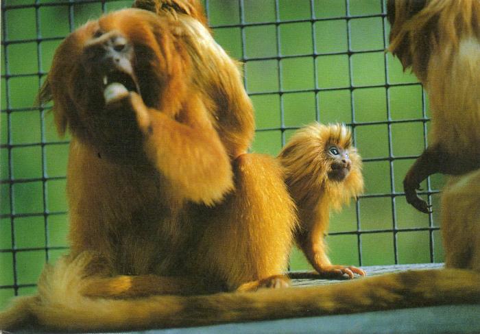 Ouistitis Tamarins