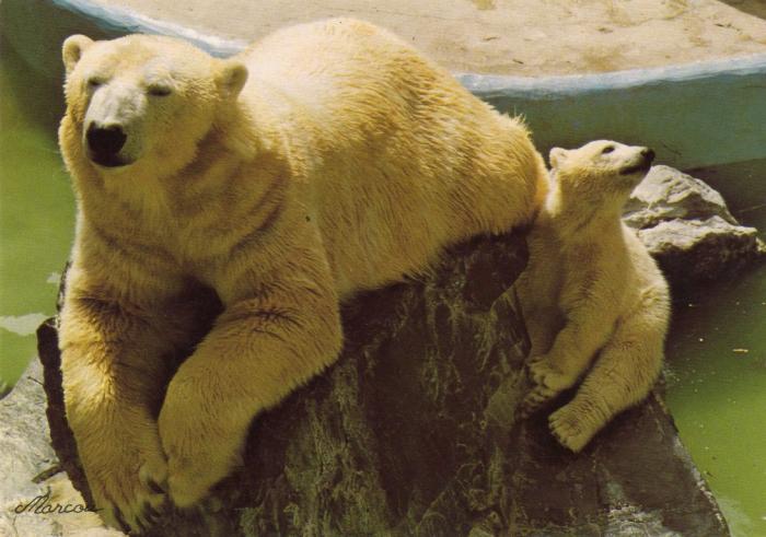 Ourson avec sa mère ours blanc- 1986