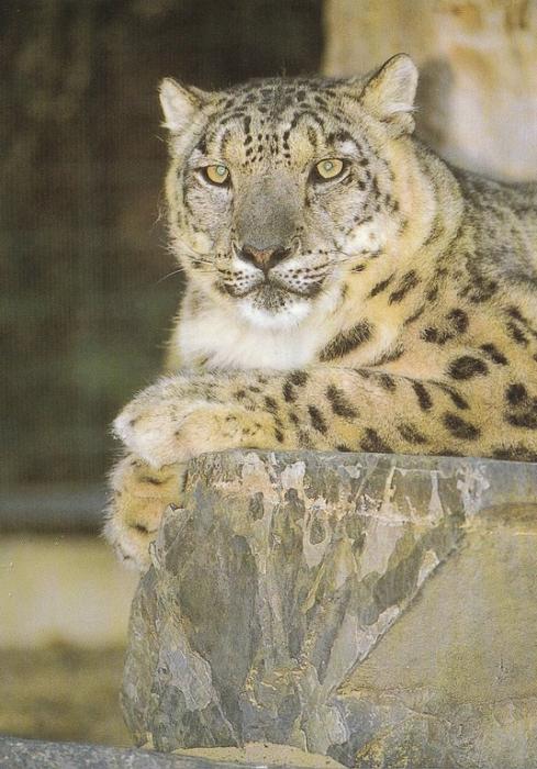 Panthère des neiges