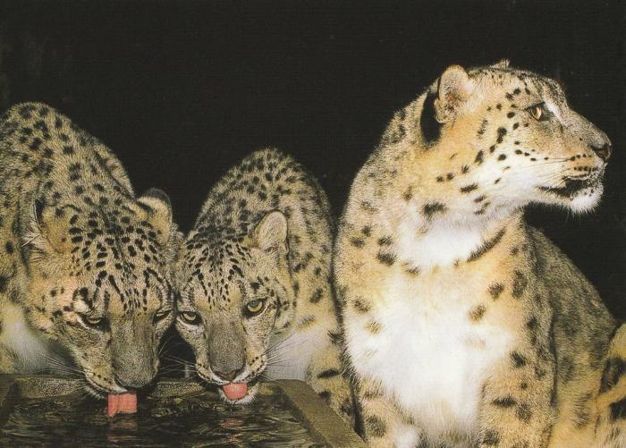 Panthères des neiges