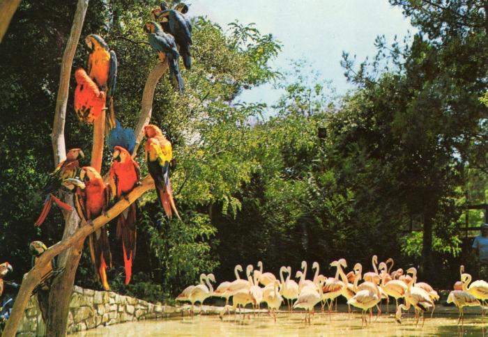 Perroquets Aras et Flamants roses - 1979