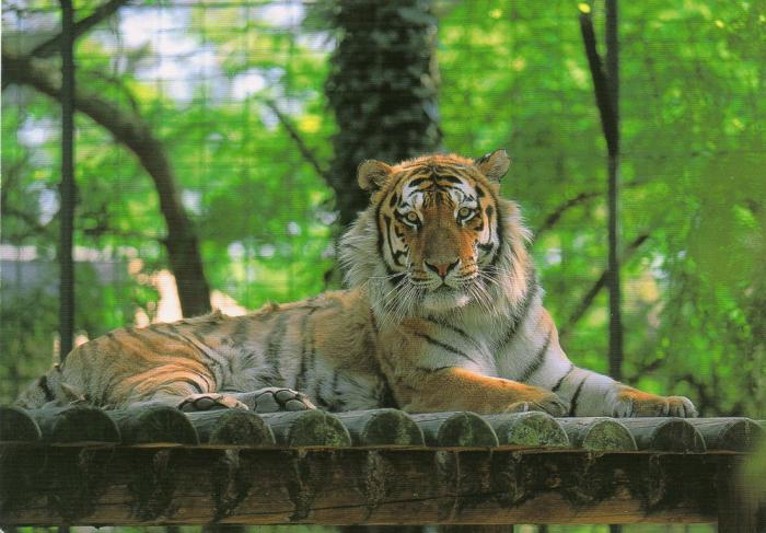 Tigre de Sibérie - 1998