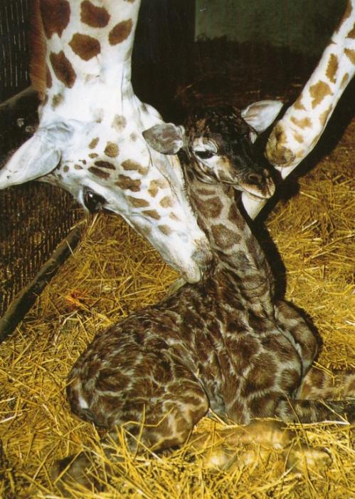 ZOE et son bébé AVILA né au zoo le 15 Octobre 1995