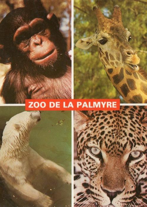 Bébé Chimpanzé - Girafe Ours polaire - Panthère