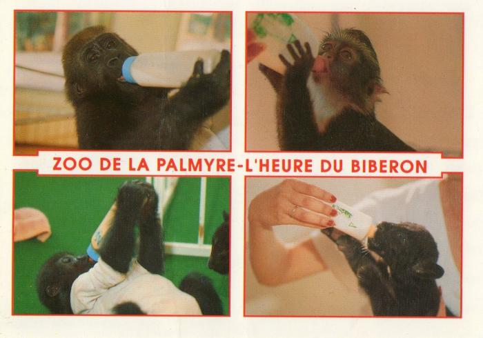 Bébé Gorille Mike - Bébé Cercopithèque de Wolf - Cymbad Bébé Gorille - Nyuki Bébé Jaguar